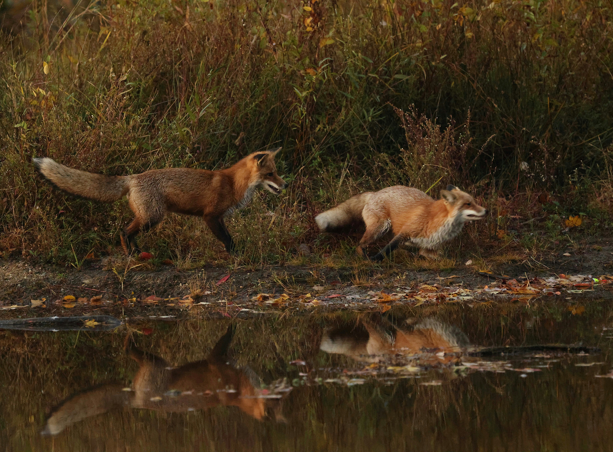 Foxes at sunset.