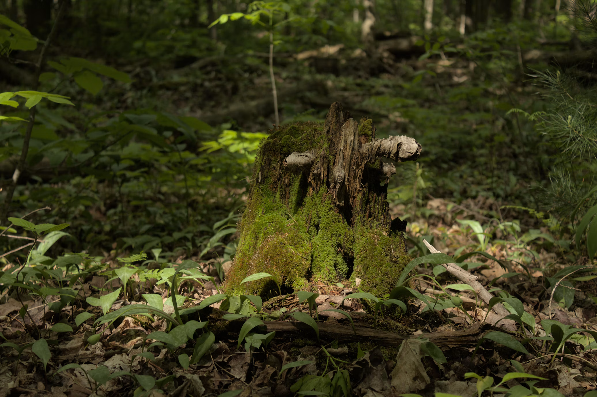 Tree stump in the forest.