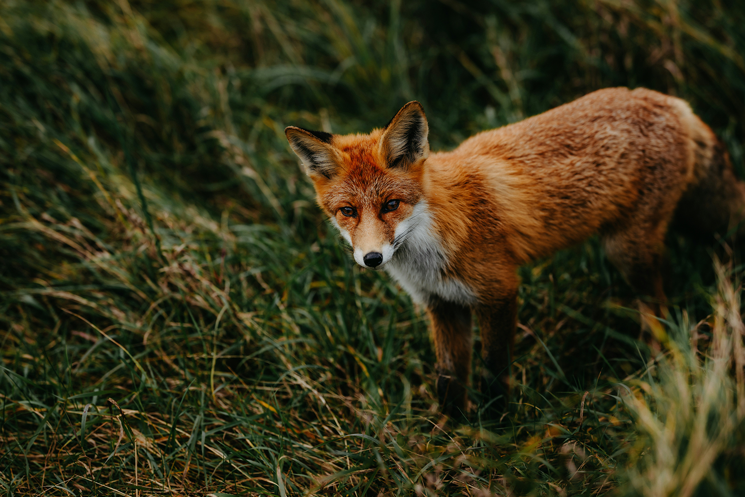 Young fox in tall grass.